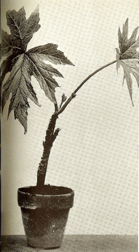 B. rigida